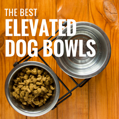 5 Mangkuk Anjing Tinggi Terbaik untuk Makan yang Dibesarkan!