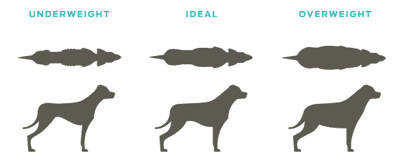Makanan Anjing Terbaik untuk Menambah Berat: Bagaimana Mengumpul Pooch Anda!