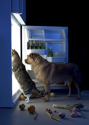 alimentador de gatos à prova de cães