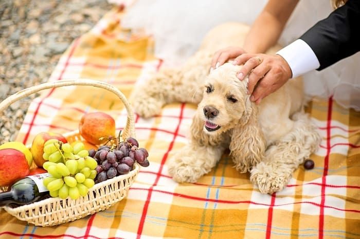 Makanan Anjing Terbaik untuk Cocker Spaniels: Ulasan & Penilaian!
