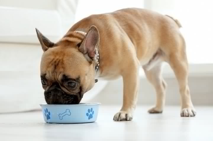 Kann ich Welpen mit Hundefutter füttern?
