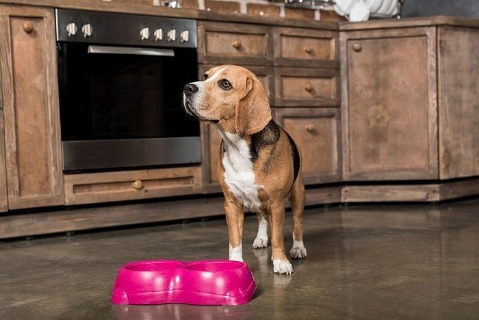 7 μέρη για να πάρετε δωρεάν τροφή για σκύλους για οικογένειες με χαμηλό εισόδημα
