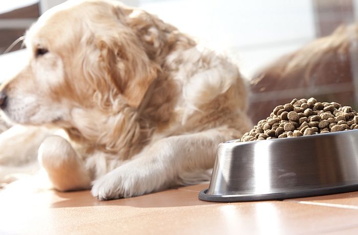 Det bedste hundefoder til kræsne spisere + fodertips og tricks