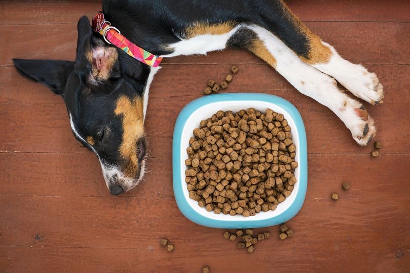 questions sur les toppers de nourriture pour chiens