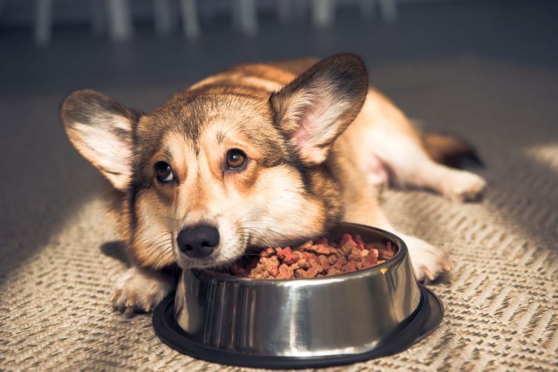 Les meilleurs Toppers de nourriture pour chiens pour des compléments savoureux !