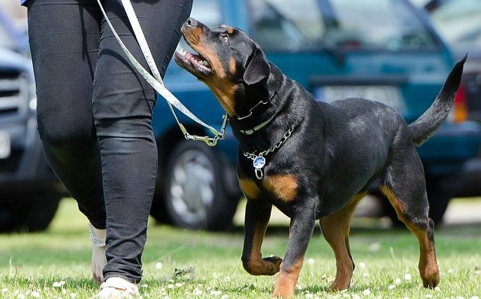 aliments pour rottweilers