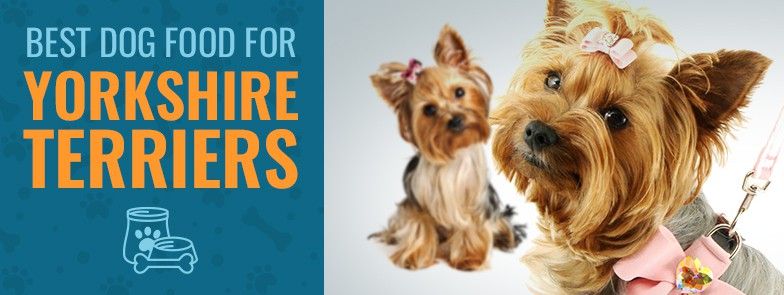 4 meilleurs aliments pour chiens pour yorkshire (guide de l'acheteur 2021)