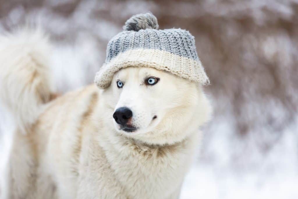 auf einen blick: unsere auswahl für das beste hundefutter für huskies hund und husky welpenfutter weißer husky hund mit hut im winter siberian husky