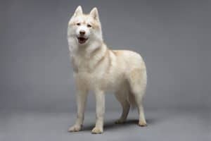 Портрет белог хаски пса на сивој позадини