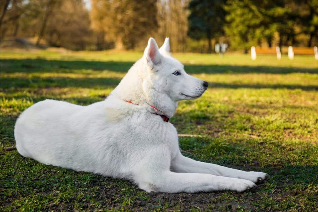 Husky sibérien blanc de race pure allongé sur une pelouse.