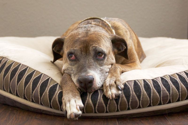 Symptome einer Nierenerkrankung bei Hunden