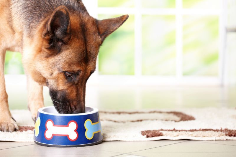 Bestes Futter für Hunde mit Nierenerkrankungen