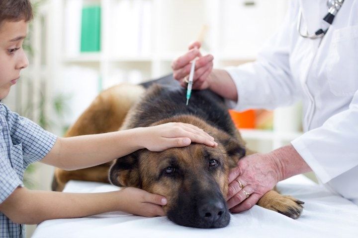 chien se faisant vacciner