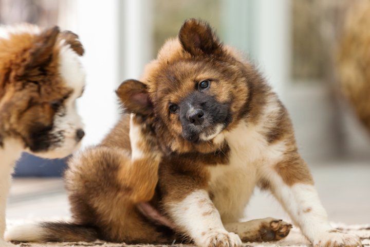 Bestes hypoallergenes Hundefutter + Wie man Hundeallergien behandelt