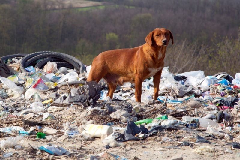 الكلاب البرية تأكل القمامة
