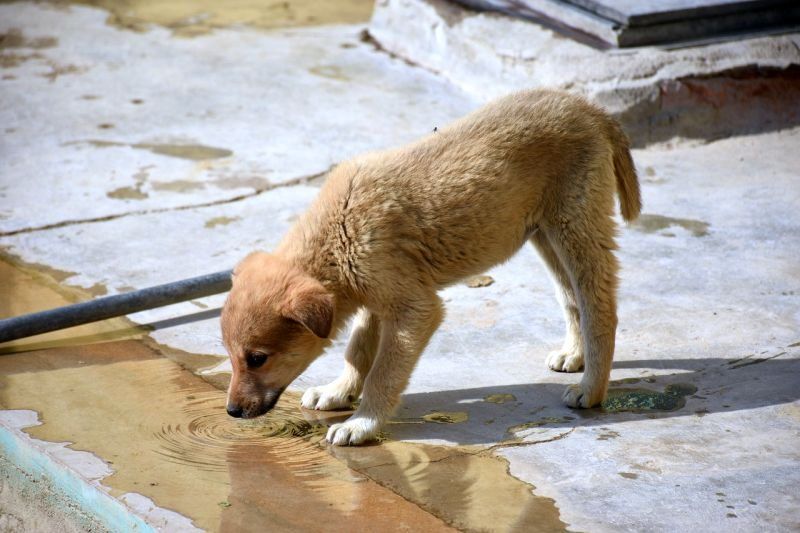 כלבי בר מקבלים מים