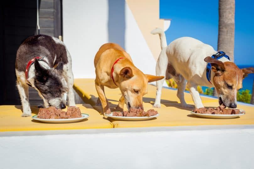 ایک ہی وقت میں ، باہر اور باہر ، کھانے کے پیالوں یا پلیٹوں کے ساتھ کتوں کی ایک قطار کھانا کھلانے والا مالک