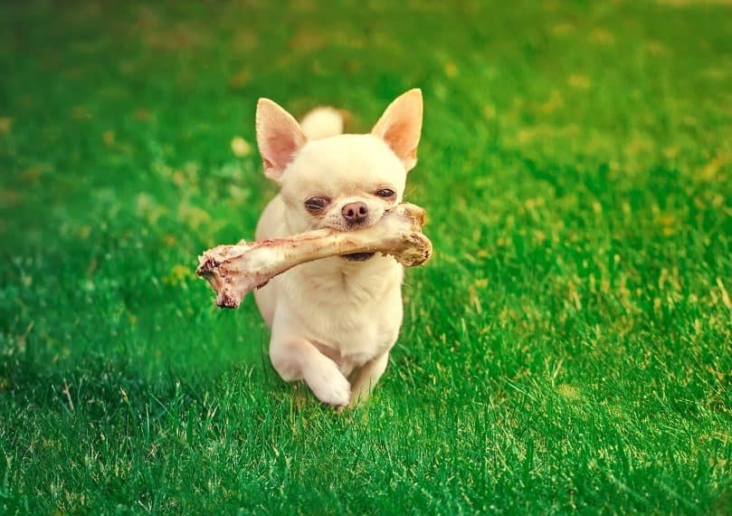 Chihuahua portant un os en marchant sur l