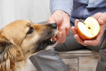 مالک اپنے کتے کو ایک سیب کا ٹکڑا کھلا رہا ہے