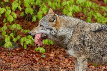 Šedý vlk so surovým mäsom na jar svetlozelené listy lesa