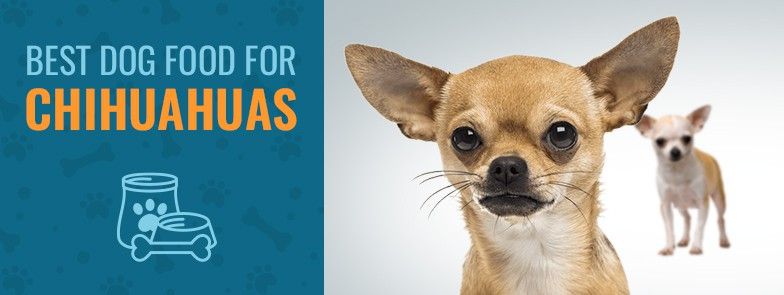 Makanan Anjing Terbaik Untuk Chihuahua (Pilihan TOP 4 tahun 2021)
