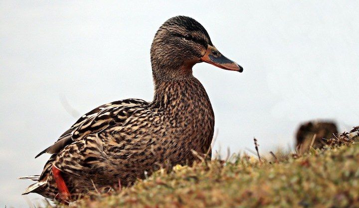 5 Pinakamahusay na Mga Pagkain na Aso na Nakabatay sa Duck: Hapunan na Quacks!