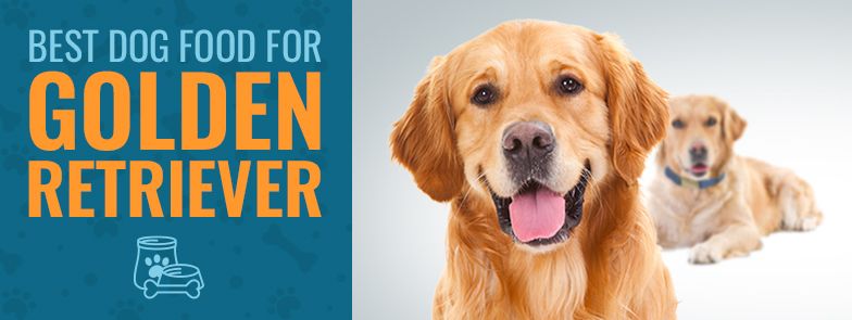 Qual è il miglior cibo per cani per i Golden Retriever nel 2021?