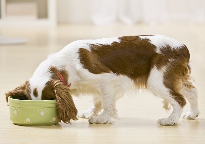 Kiek turėčiau šerti savo šunį (ir kaip dažnai): patenkinti jūsų šuns mitybos poreikius