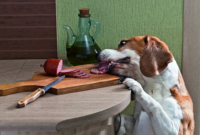 Bedste Beagle -mad