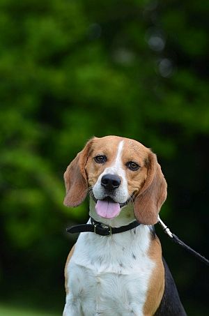 Beagle Köpekleri İçin En İyi 6 Köpek Maması: Tüylü Arkadaşınızı Beslemek