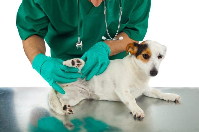 Eläinlääkäri tutkii koiraa