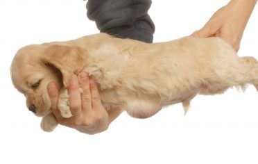 Alles wat u moet weten over umbilical hernia bij honden