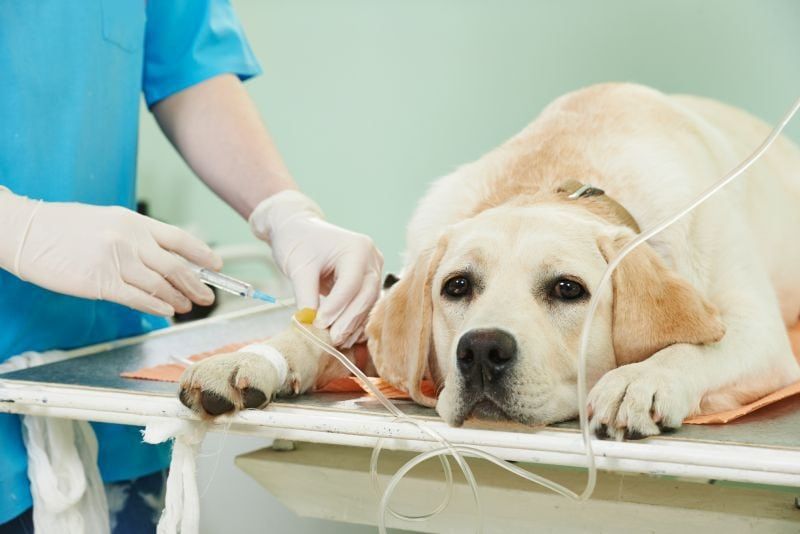 Ako veterinári liečia otravu