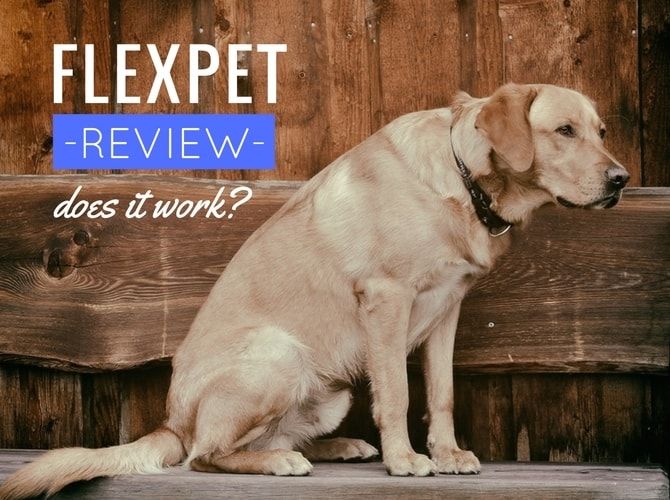 Flexpetレビュー：犬の関節痛を治すのに役立ちますか？