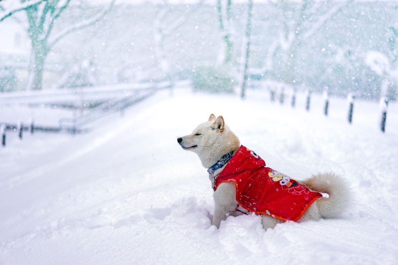 chien en plein air activité hivernale