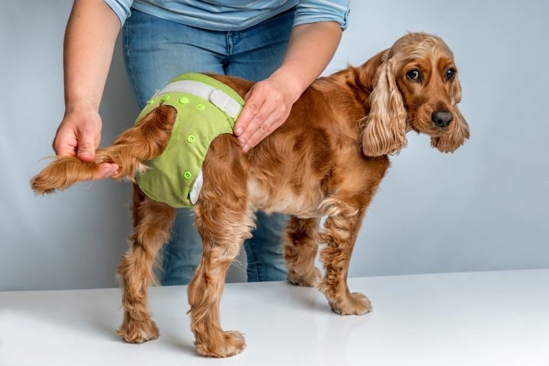 steriliseerimine kõrvaldab koerte perioodid