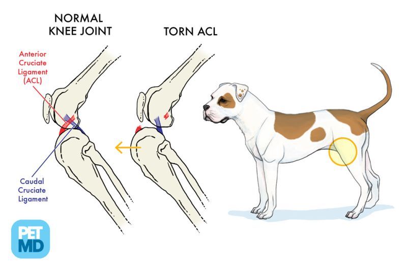 hund ACL -skade