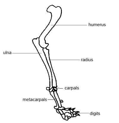 Knochen in einem gesunden Vorderbein eines Hundes