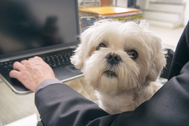 Kas lemmikloomade ravimite tellimine Internetist on ohutu?
