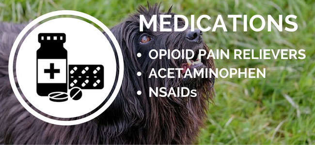 köpek artrit ilaçları