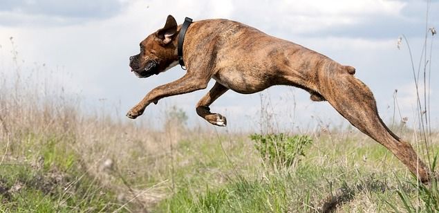 hund som hoppar