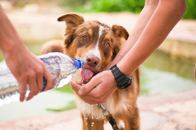 duodamas šuniui vandens