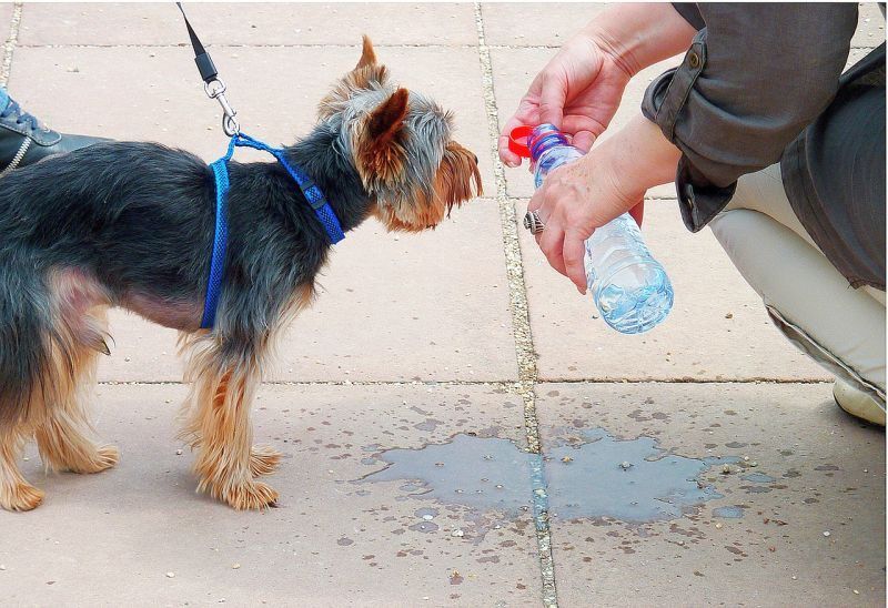 Anzeichen von Dehydration beim Hund