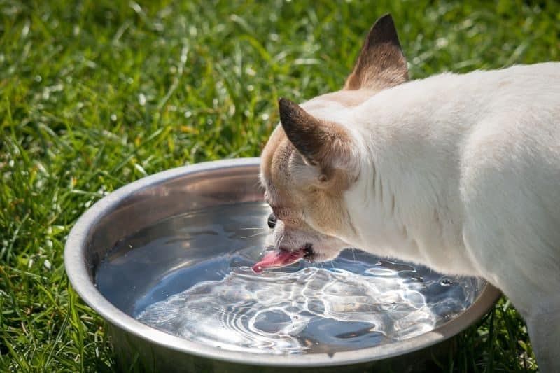 Hund-Wasser-Bedürfnisse