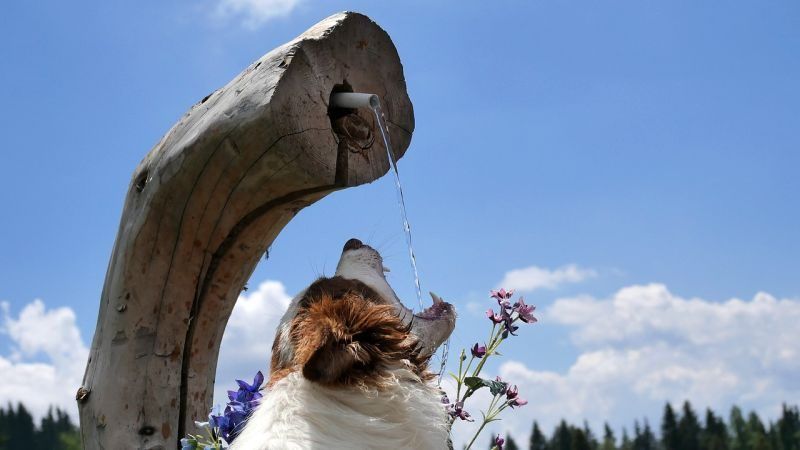 Kaip rehidratuoti šunį