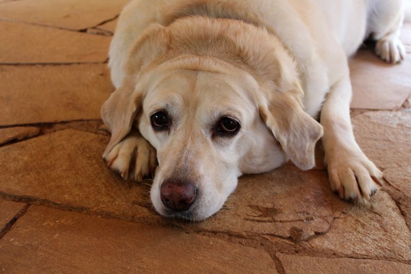 prévenir les cataractes canines