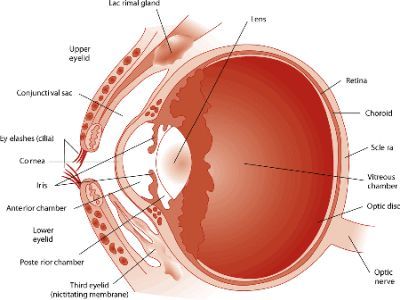 анатомия на кучешко око