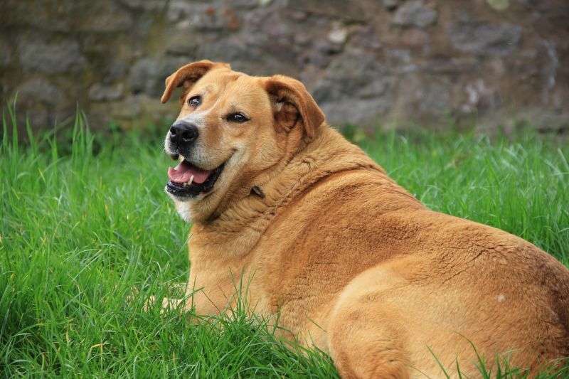 ülekaalulised koerad on vastuvõtlikud puusa düsplaasiale