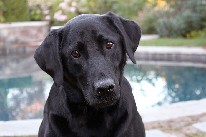Labrador Retrievers kan få hoftedysplasi