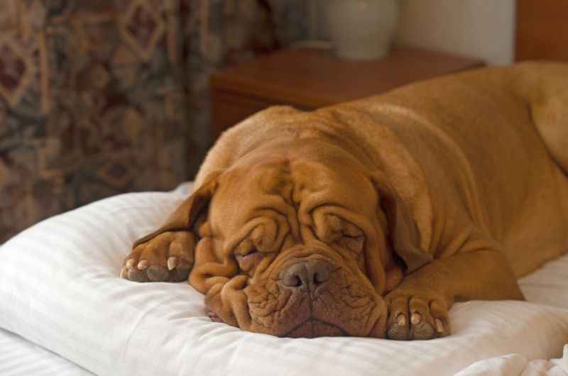 Kaip gydyti šunų miego apnėją